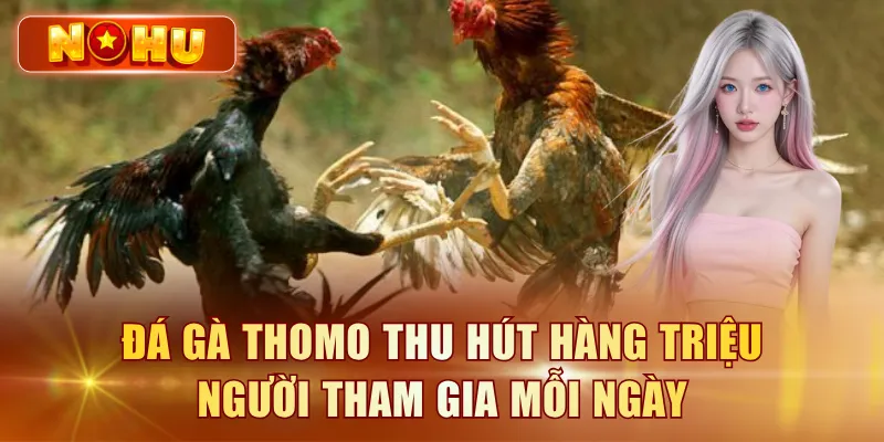 Đá gà Thomo thu hút hàng triệu người tham gia mỗi ngày